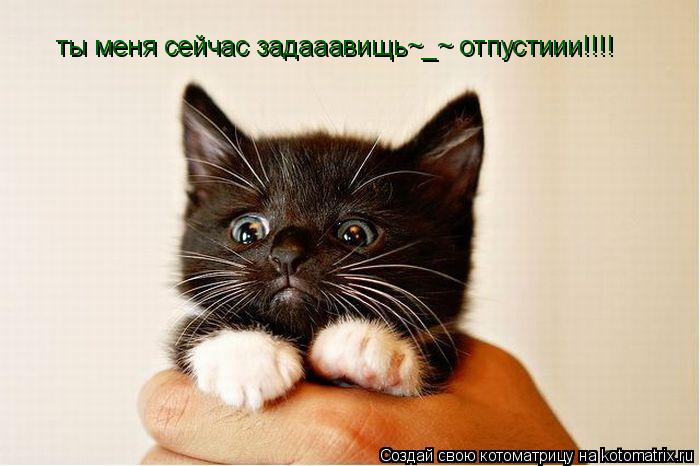 ты меня сейчас задааавищь~_~ отпустиии!!!!... Котоматрица: ты меня сейчас задааавищь~_~ отпустиии!!!!