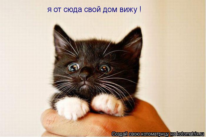 я от сюда свой дом вижу !... Котоматрица: я от сюда свой дом вижу !