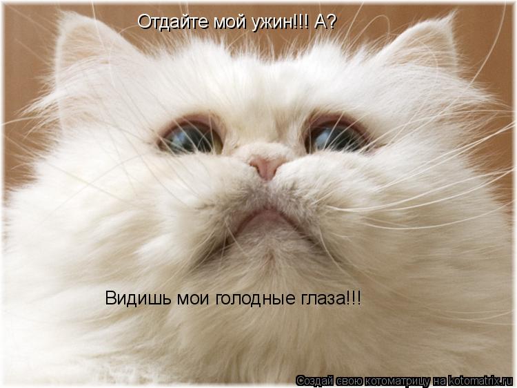 Отдайте мой ужин!!! А? Видишь мои голодные глаза!!!... Котоматрица: Отдайте мой ужин!!! А? Видишь мои голодные глаза!!!