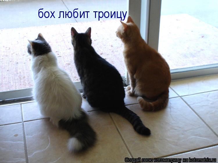 бох любит троицу... Котоматрица: бох любит троицу