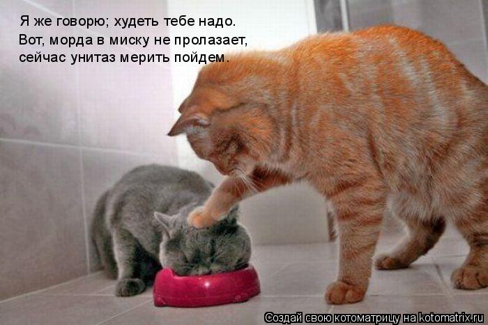 Я же говорю; худеть тебе надо. Вот, морда в миску не пролазает, сейчас унитаз мерить пойдем.... Котоматрица: Я же говорю; худеть тебе надо. Вот, морда в миску не пролазает, сейчас унитаз мерить пойдем.