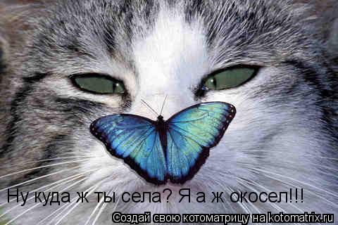 Ну куда ж ты села? Я а ж окосел!!!... Котоматрица: Ну куда ж ты села? Я а ж окосел!!!