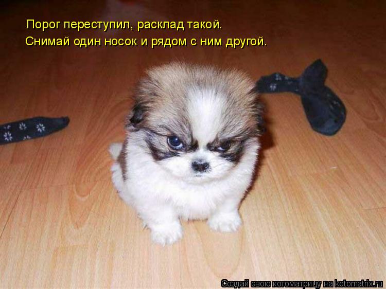 Порог переступил, расклад такой. Снимай один носок и рядом с ним другой.... Котоматрица: Порог переступил, расклад такой. Снимай один носок и рядом с ним другой.