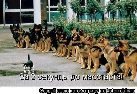 За 2 секунды до масстарта!... Котоматрица: За 2 секунды до масстарта!