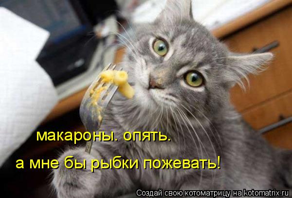 макароны. опять. а мне бы рыбки пожевать!... Котоматрица: макароны. опять. а мне бы рыбки пожевать!