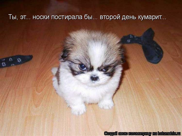 Ты, эт... носки постирала бы... второй день кумарит...... Котоматрица: Ты, эт... носки постирала бы... второй день кумарит...