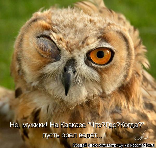 Не, мужики! На Кавказе "Что?Где?Когда?" пусть орёл ведёт...... Котоматрица: Не, мужики! На Кавказе "Что?Где?Когда?" пусть орёл ведёт...