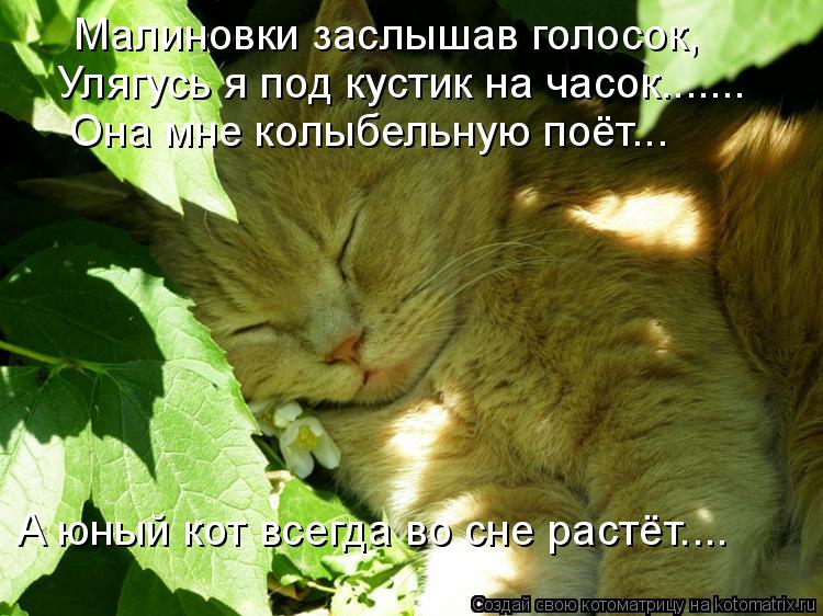 Котоматрица: Малиновки заслышав голосок, Улягусь я под кустик на часок....... Она мне колыбельную поёт... А юный кот всегда во сне растёт....