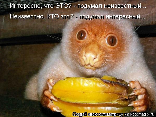 Интересно, что ЭТО? - подумал неизвестный... Неизвестно, КТО это? - подумал интересный...... Котоматрица: Интересно, что ЭТО? - подумал неизвестный... Неизвестно, КТО это? - подумал интересный...