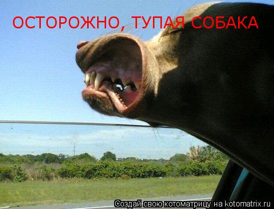 ОСТОРОЖНО, ТУПАЯ СОБАКА... Котоматрица: ОСТОРОЖНО, ТУПАЯ СОБАКА