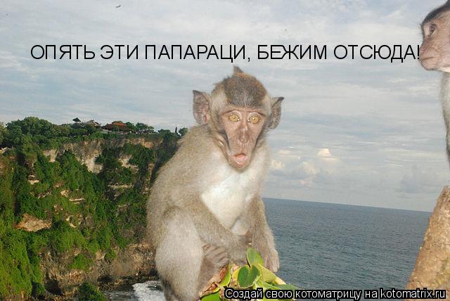 ОПЯТЬ ЭТИ ПАПАРАЦИ, БЕЖИМ ОТСЮДА!... Котоматрица: ОПЯТЬ ЭТИ ПАПАРАЦИ, БЕЖИМ ОТСЮДА!