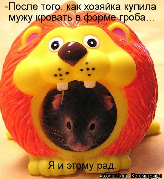 -После того, как хозяйка купила мужу кровать в форме гроба... Я и этому рад.... Котоматрица: -После того, как хозяйка купила мужу кровать в форме гроба... Я и этому рад.