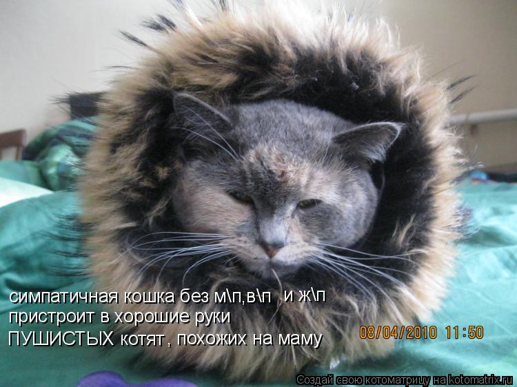 симпатичная кошка без м\п,в\п и ж\п пристроит в хорошие руки ПУШИСТЫХ котят , похожих на маму... Котоматрица: симпатичная кошка без м\п,в\п и ж\п пристроит в хорошие руки ПУШИСТЫХ котят , похожих на маму