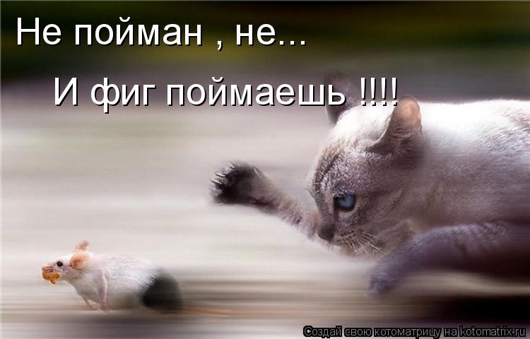 Котоматрица: Не пойман , не... И фиг поймаешь !!!!