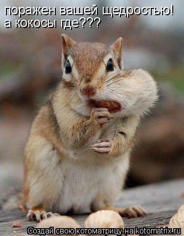 поражен вашей щедростью! а кокосы где???... Котоматрица: поражен вашей щедростью! а кокосы где???