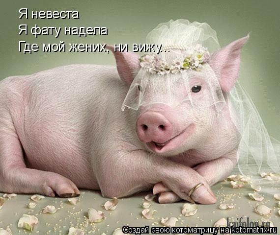 Я невеста Я фату надела Где мой жених, ни вижу...... Котоматрица: Я невеста Я фату надела Где мой жених, ни вижу...