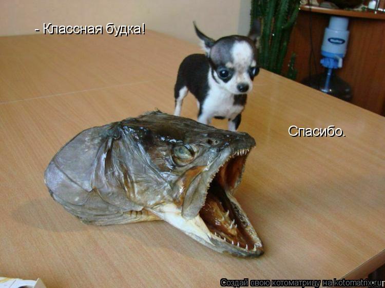 - Классная будка! Спасибо.... Котоматрица: - Классная будка! Спасибо.