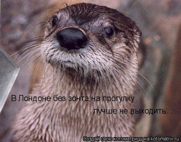 В Лондоне без зонта на прогулку лучше не выходить...... Котоматрица: В Лондоне без зонта на прогулку лучше не выходить...