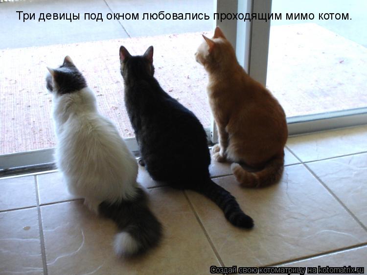Три девицы под окном любовались проходящим мимо котом.... Котоматрица: Три девицы под окном любовались проходящим мимо котом.