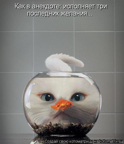 Как в анекдоте: исполняет три последних желания...... Котоматрица: Как в анекдоте: исполняет три последних желания...