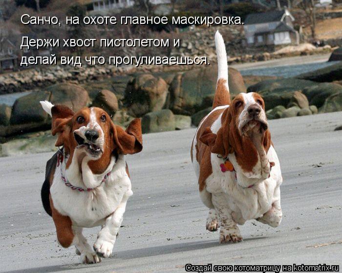 Котоматрица: Держи хвост пистолетом и  делай вид что прогуливаешься. Санчо, на охоте главное маскировка.