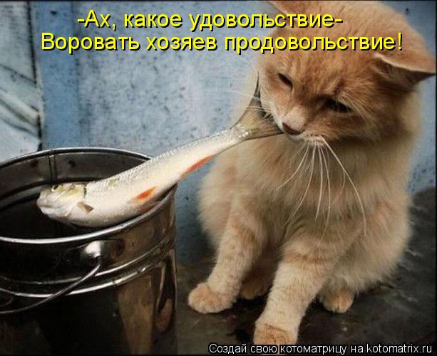 -Ах, какое удовольствие- Воровать хозяев продовольствие!... Котоматрица: -Ах, какое удовольствие- Воровать хозяев продовольствие!
