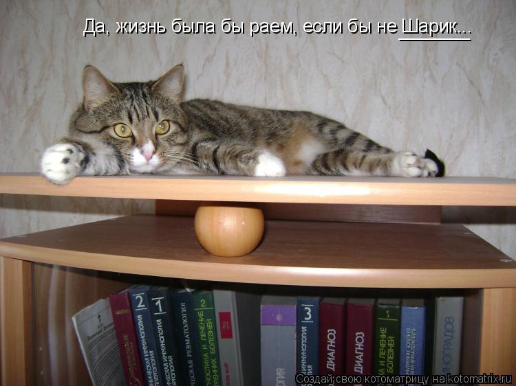 Да, жизнь была бы раем, если бы не Шарик... _______... Котоматрица: Да, жизнь была бы раем, если бы не Шарик... _______