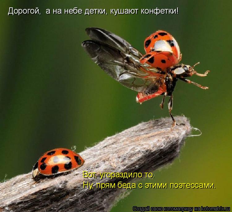 Котоматрица: Дорогой,  а на небе детки, кушают конфетки! Вот, угораздило то. Ну, прям беда с этими поэтессами.