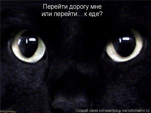 Перейти дорогу мне или перейти... к еде?... Котоматрица: Перейти дорогу мне или перейти... к еде?
