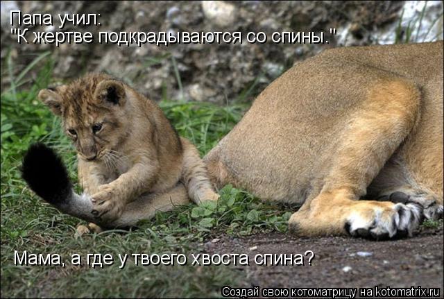 Папа учил: "К жертве подкрадываются со спины." Мама, а где у твоего хвоста спина?... Котоматрица: Папа учил: "К жертве подкрадываются со спины." Мама, а где у твоего хвоста спина?