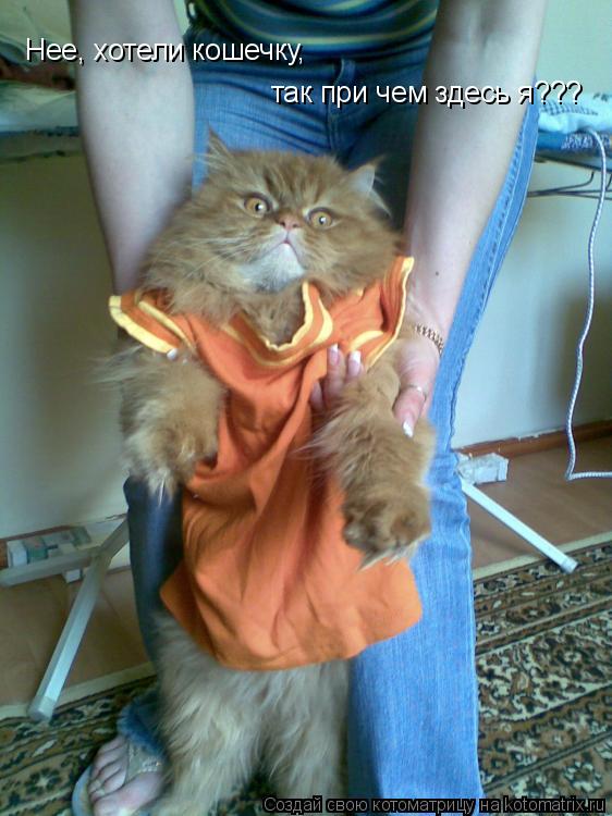 Нее, хотели кошечку, так при чем здесь я???... Котоматрица: Нее, хотели кошечку, так при чем здесь я???
