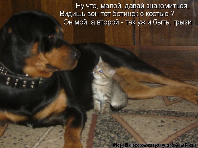 Ну что, малой, давай знакомиться. Видишь вон тот ботинок с костью ? Он мой, а второй - так уж и быт... Котоматрица: Ну что, малой, давай знакомиться. Видишь вон тот ботинок с костью ? Он мой, а второй - так уж и быть, грызи