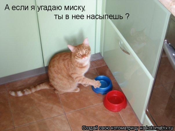 А если я угадаю миску, ты в нее насыпешь ?... Котоматрица: А если я угадаю миску, ты в нее насыпешь ?