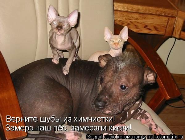 Верните шубы из химчистки! Замерз наш пёс, замерзли киски!... Котоматрица: Верните шубы из химчистки! Замерз наш пёс, замерзли киски!
