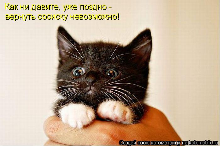 Котоматрица: вернуть сосиску невозможно! Как ни давите, уже поздно -