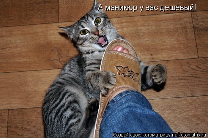 А маникюр у вас дешёвый!... Котоматрица: А маникюр у вас дешёвый!