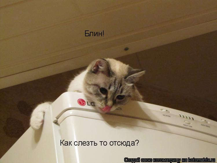 Блин! Как слезть то отсюда?... Котоматрица: Блин! Как слезть то отсюда?