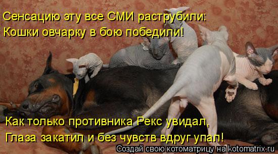 Кошки овчарку в бою победили! Сенсацию эту все СМИ раструбили: Как только противника Рекс увидал, Гла... Котоматрица: Кошки овчарку в бою победили! Сенсацию эту все СМИ раструбили: Как только противника Рекс увидал, Глаза закатил и без чувств вдруг упал!