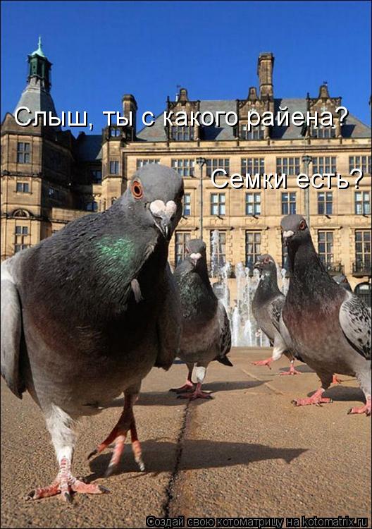 Слыш, ты с какого райена? Семки есть?... Котоматрица: Слыш, ты с какого райена? Семки есть?