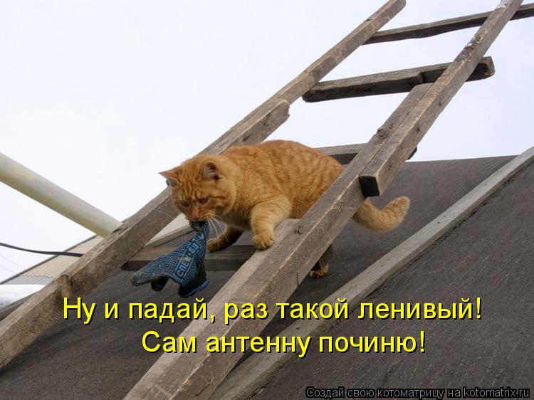 Ну и падай, раз такой ленивый! Сам антенну починю!... Котоматрица: Ну и падай, раз такой ленивый! Сам антенну починю!