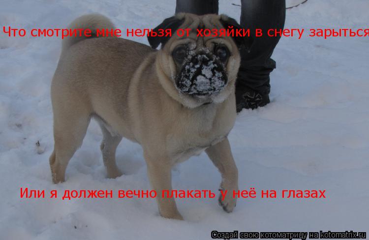 Что смотрите мне нельзя от хозяйки в снегу зарыться Или я должен вечно плакать у неё на глазах... Котоматрица: Что смотрите мне нельзя от хозяйки в снегу зарыться Или я должен вечно плакать у неё на глазах