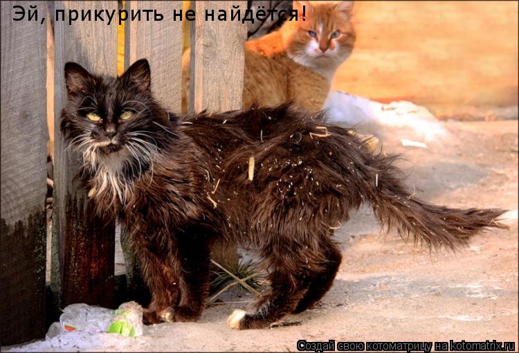 Эй, прикурить не найдётся!... Котоматрица: Эй, прикурить не найдётся!