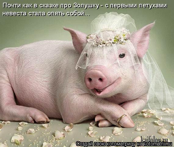 Почти как в сказке про Золушку - с первыми петухами невеста стала опять собой...... Котоматрица: Почти как в сказке про Золушку - с первыми петухами невеста стала опять собой...