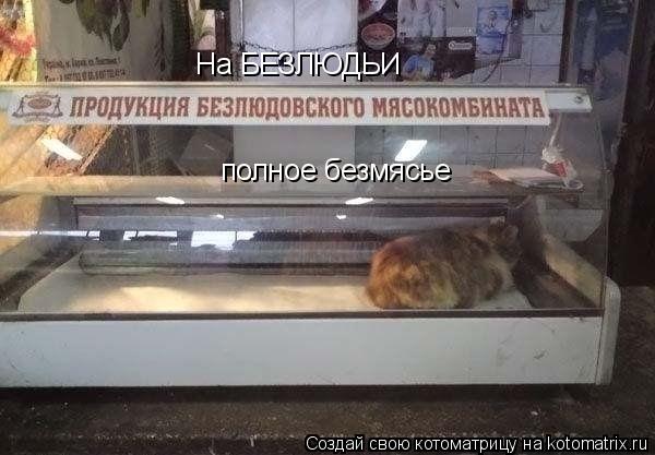 На БЕЗЛЮДЬИ полное безмясье... Котоматрица: На БЕЗЛЮДЬИ полное безмясье