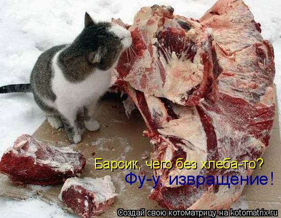 Барсик, чего без хлеба-то? Фу-у, извращение!... Котоматрица: Барсик, чего без хлеба-то? Фу-у, извращение!