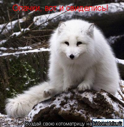 Опачки, вот и свиделись!... Котоматрица: Опачки, вот и свиделись!