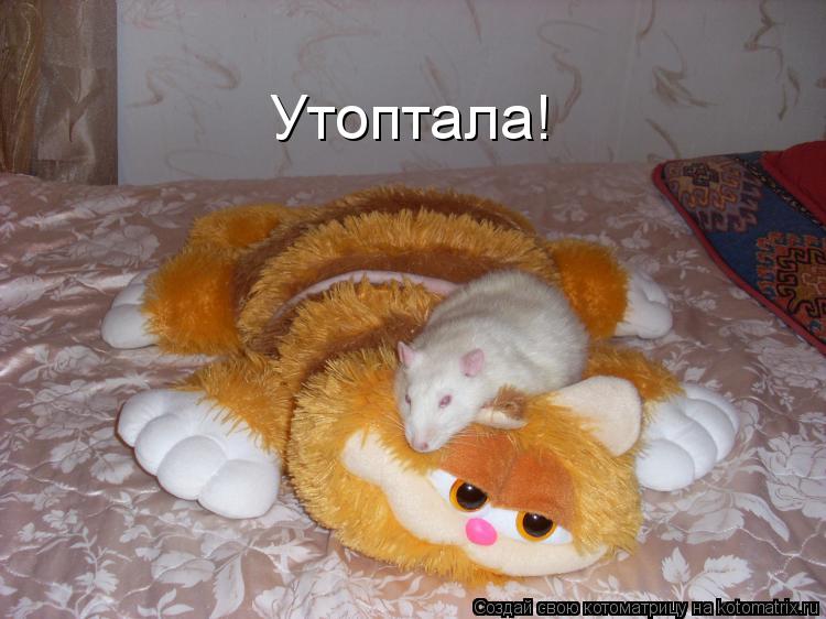 Котоматрица: Утоптала!