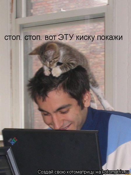 Котоматрица: стоп. стоп. вот ЭТУ киску покажи