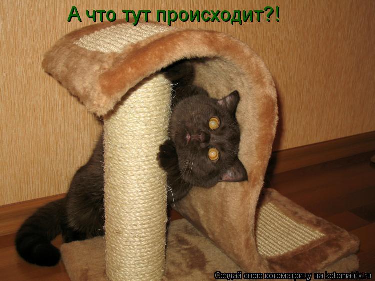 Котоматрица: А что тут происходит?!