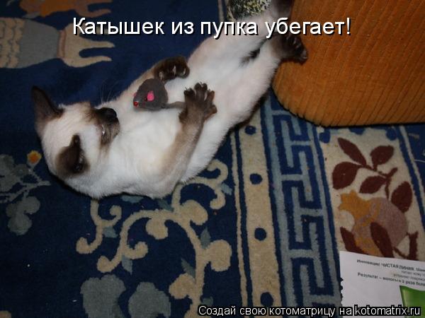 Котоматрица: Катышек из пупка убегает!